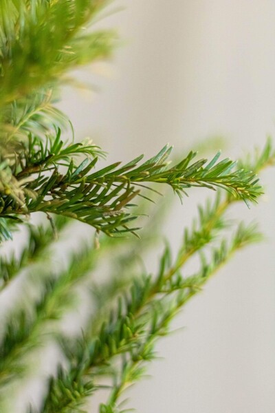 Taxus Baccata