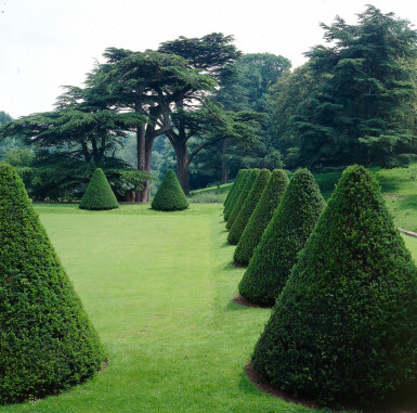 Taxus baccata Idegran häck 100-120 rotboll