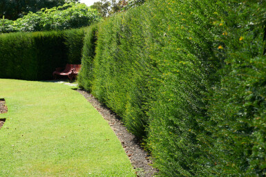 Taxus baccata Idegran häck 100-120 rotboll