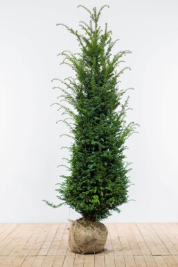 Taxus Baccata