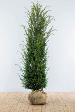 Taxus Baccata