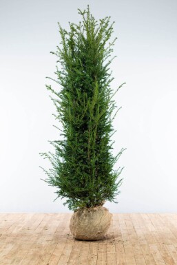 Eiben Taxus baccata Hecke 200-225 Ballen