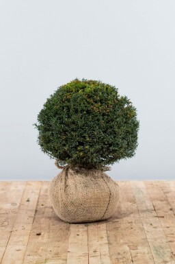 If / Taxus Baccata Boule