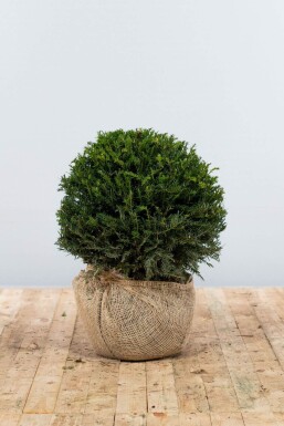 Taxus Baccata Bol