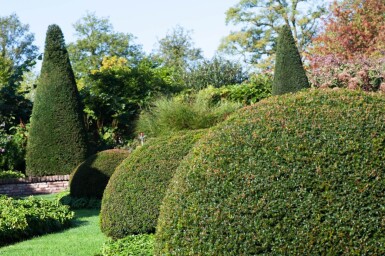 Eiben Taxus baccata Kugel 50-60 Ballen