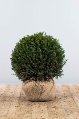 Taxus Baccata Bol