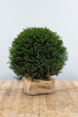 Taxus Baccata Bol