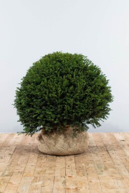 If / Taxus Baccata Boule