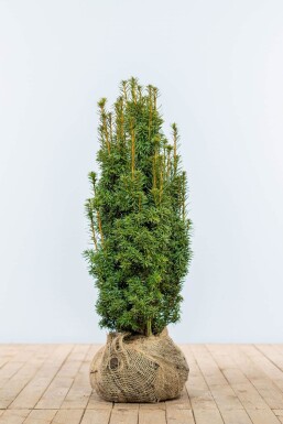 Taxus baccata 'David' Idegran häck 60-80 rotboll