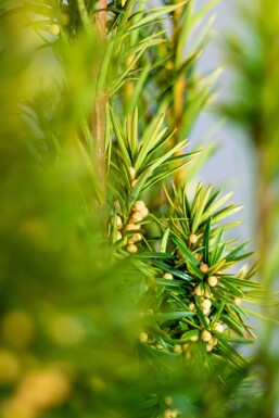 Taxus baccata 'David' Idegran häck 60-80 rotboll