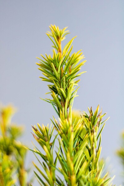 If / Taxus Baccata David