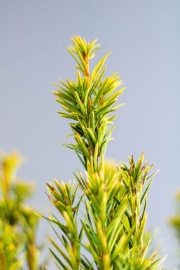 Almindelig taks Taxus baccata 'David' hæk 60-80 rodklump