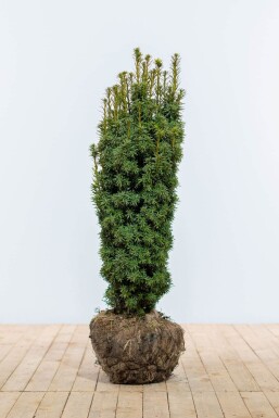 Taxus baccata 'David' Idegran häck 80-100 rotboll