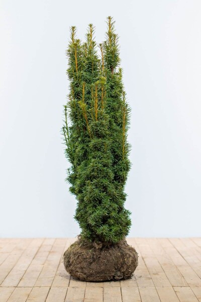 If / Taxus Baccata David