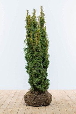 Taxus baccata 'David' Idegran häck 100-120 rotboll