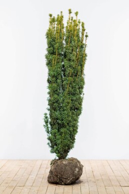 Taxus baccata 'David' Idegran häck 140-160 rotboll