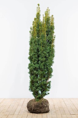 Taxus baccata 'David' Idegran häck 160-180 rotboll