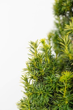 Taxus baccata 'Fastigiata Aurea' Idegran häck 60-80 rotboll