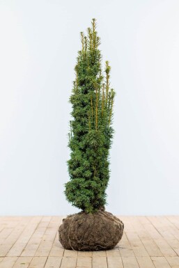 Taxus baccata 'Fastigiata Aurea'