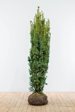 Taxus baccata 'Fastigiata Aurea'