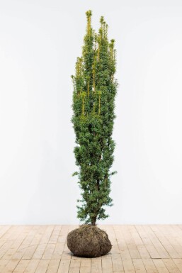 Taxus Baccata Fastigiata Aurea