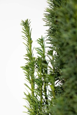 Almindelig taks Taxus baccata 'Fastigiata Robusta' hæk 60-80 rodklump