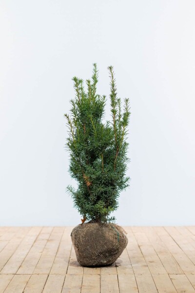 If Hybride / Taxus Media Hicksii