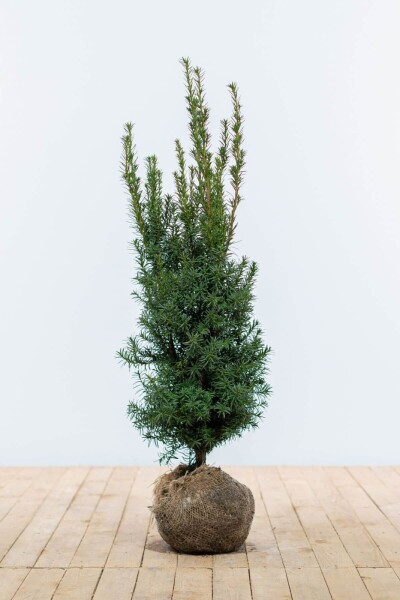 If Hybride / Taxus Media Hicksii