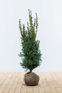 Taxus × media 'Hicksii'