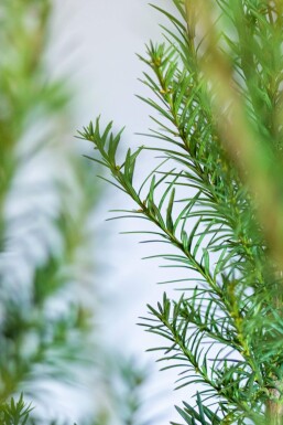 Taxus × media 'Hicksii' Hybrididegran häck 80-100 rotboll