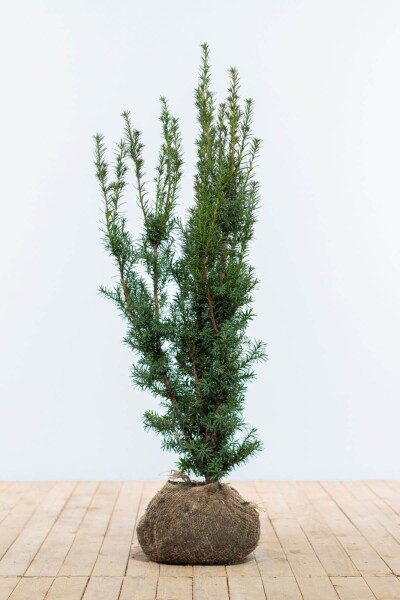 If Hybride / Taxus Media Hicksii