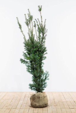 If Hybride / Taxus Media Hicksii