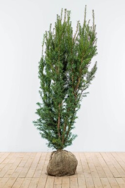 If Hybride / Taxus Media Hicksii