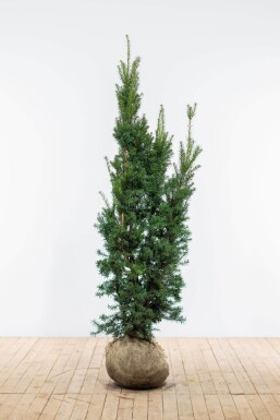 If Hybride / Taxus Media Hicksii