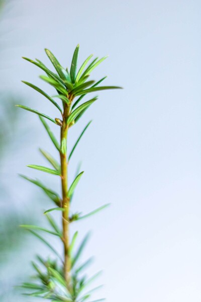 Taxus × media 'Hicksii'