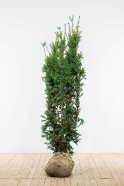 If Hybride / Taxus Media Hicksii