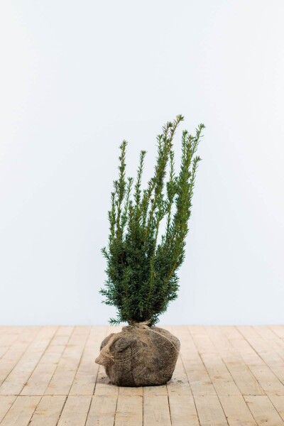 If Hybride / Taxus Media Hillii