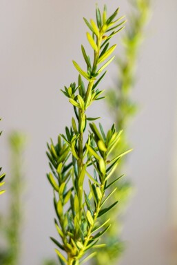 Taxus × media 'Hillii' Hybrididegran häck 60-80 rotboll