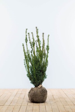 If Hybride / Taxus Media Hillii