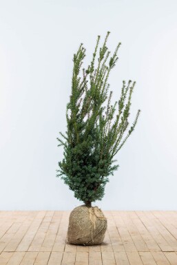 Taxus Media Hillii