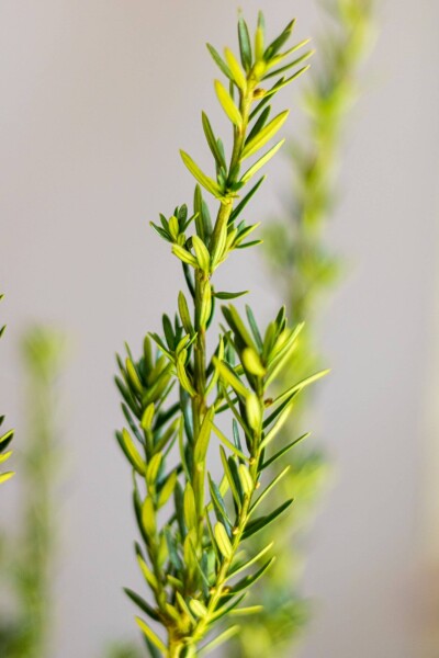 Taxus × media 'Hillii'