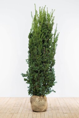 Taxus Media Hillii