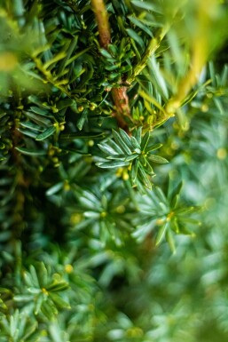 Taxus × media 'Hillii' Hybrididegran häck 160-180 rotboll