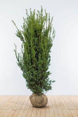 Taxus Media Hillii