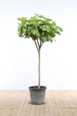 Almindelig figen Ficus carica med stamme 80-100 potte 10-15