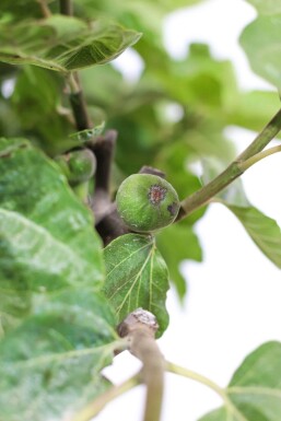 Feigenbaum Ficus Carica Auf Stamm 10-15 80-100 Topf