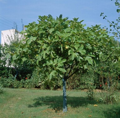 Feigenbaum Ficus Carica Auf Stamm 10-15 80-100 Topf