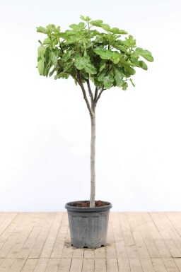 Almindelig figen Ficus carica med stamme 150-175 potte 15-20