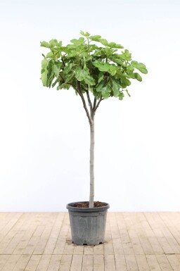 Almindelig figen Ficus carica med stamme 175-200 potte 20-30