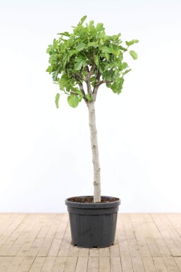 Almindelig figen Ficus carica med stamme 175-200 potte 30-40